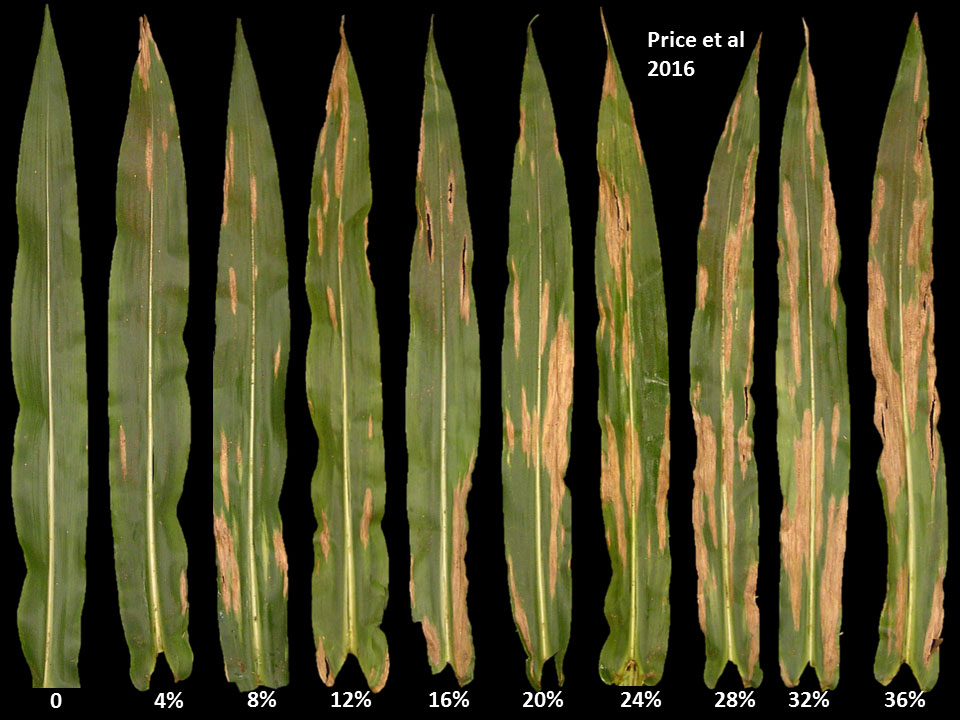 corn disease Figure2jpg